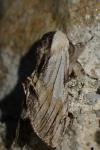Harpyia milhauseri