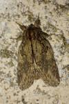 Peridea anceps