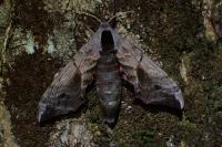 Smerinthus ocellatus