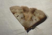 Minucia lunaris