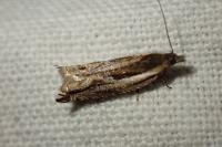 Ancylis apicella
