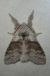 Calliteara pudibunda