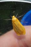 Wittia sororcula