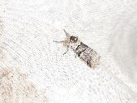 Furcula bifida
