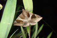 Dysgonia algira
