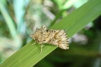 Amephana aurita
