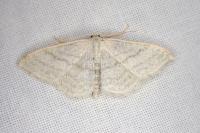 Idaea subsericeata