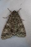 Acronicta rumicis
