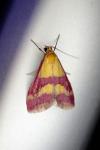 Pyrausta sanguinalis