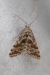 Alucita grammodactyla