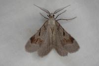Itame vincularia