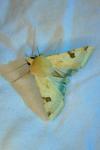 Heliothis peltigera