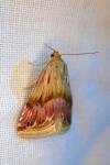 Eublemma ostrina