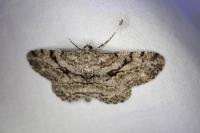 Peribatodes rhomboidaria
