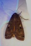 Noctua pronuba