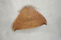 Watsonalla uncinula