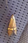 Nemophora degeerella