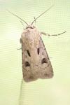 Agrotis exclamationis