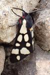 Arctia villica