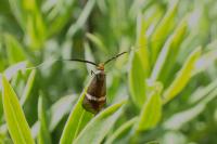 Adela australis