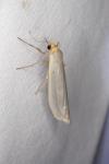 Eilema caniola