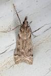 Eudonia
