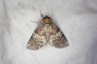 Tethea ocularis