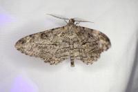 Peribatodes rhomboidaria