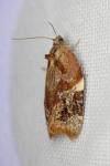 Ditula angustiorana