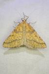 Aspitates ochrearia