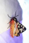 Arctia villica