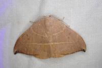 Watsonalla uncinula