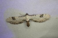 Eupithecia centaureata