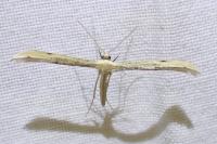 Adaina microdactyla