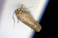 Bryotropha figulella
