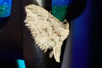 Eupithecia oxycedrata