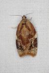 Ditula angustiorana