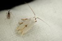 Pseudopostega chalcopepla