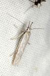 Pleurota ericella