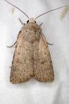Caradrina clavipalpis