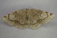 Stegania trimaculata