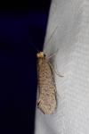 Eriocottis hispanica