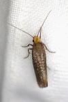 Eriocottis hispanica