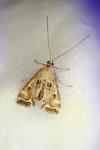 Cataclysta lemnata