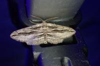 Ecleora solieraria
