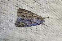 Acronicta