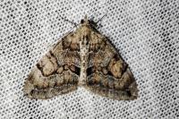 Thera obeliscata obeliscata