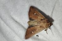 Mythimna albipuncta