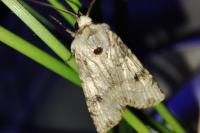 Agrotis trux