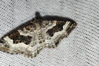 Epirrhoe alternata